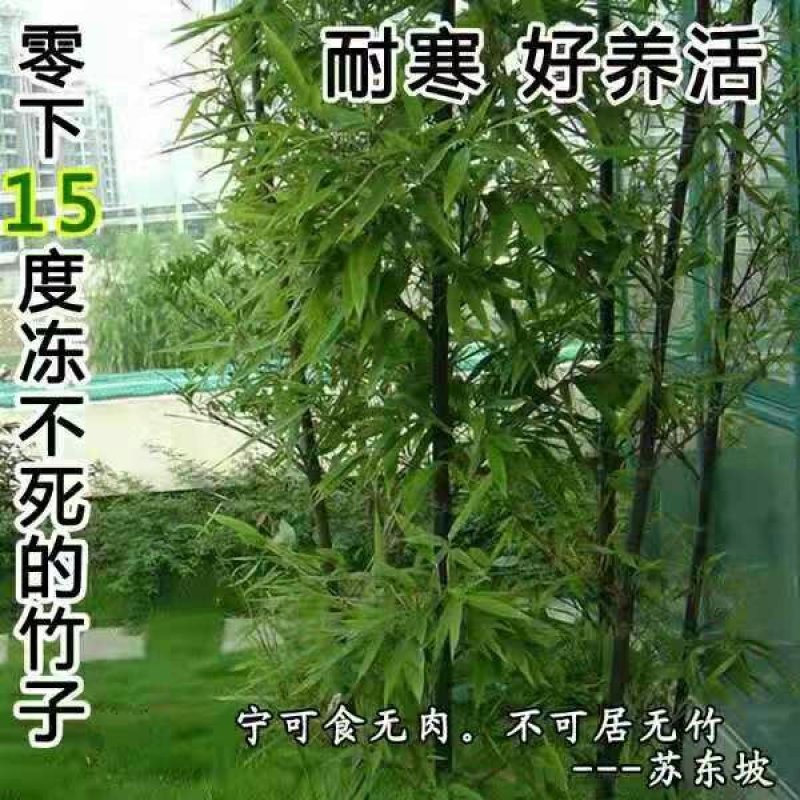 庭院绿化观赏植物紫竹苗青竹苗金镶玉竹子苗佛肚竹报平安