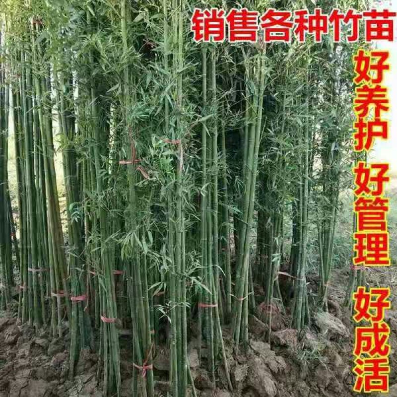 庭院绿化观赏植物紫竹苗青竹苗金镶玉竹子苗佛肚竹报平安
