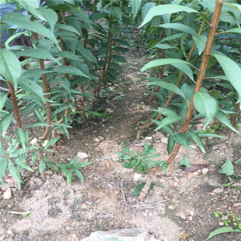 早熟杏树苗凯特杏树苗适应性强果实个大丰产
