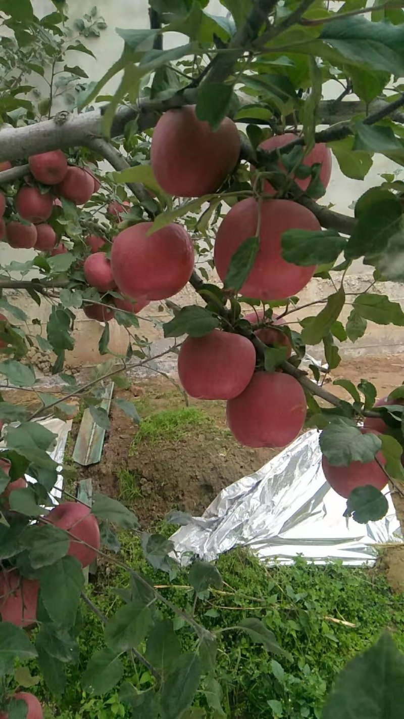 高原冰糖心红富士大量上市中，