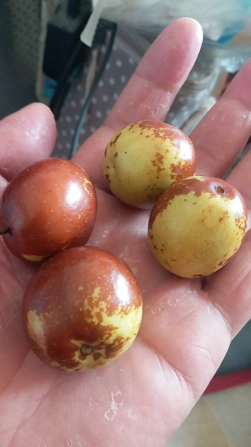 脆甜冬枣树苗落地而碎皮薄肉脆糖分高