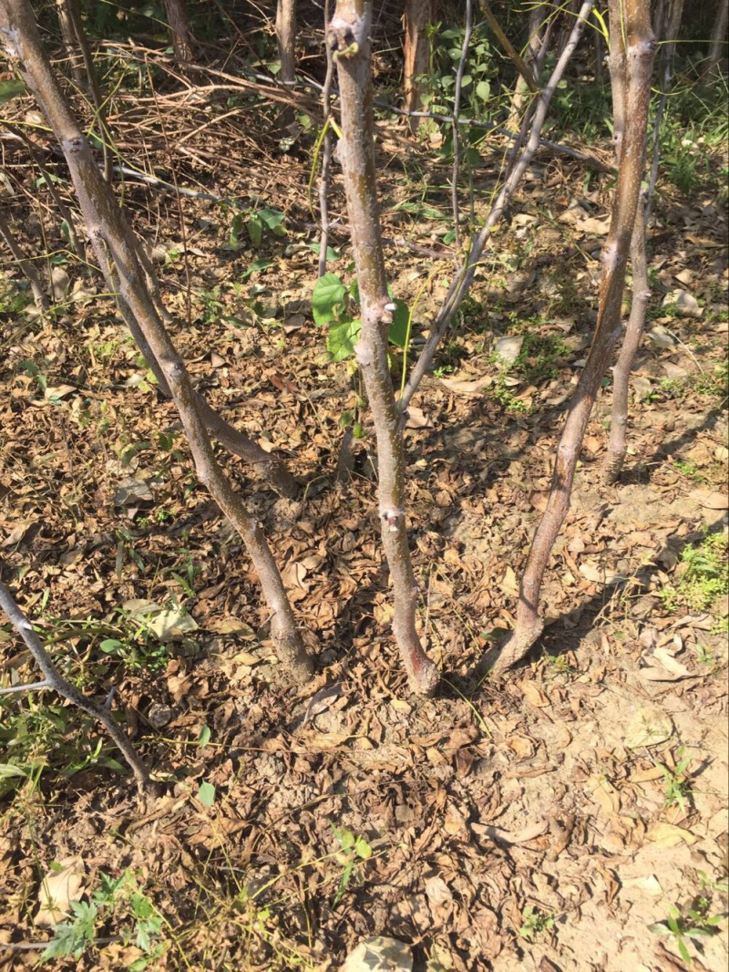 脆甜冬枣树苗落地而碎皮薄肉脆糖分高