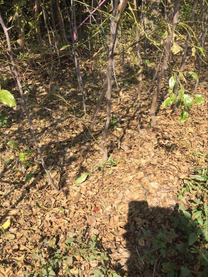 脆甜冬枣树苗落地而碎皮薄肉脆糖分高