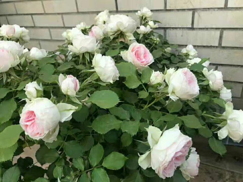 门廊绒球中苗40元一株包邮门廊绒球，开花机器，多头多季