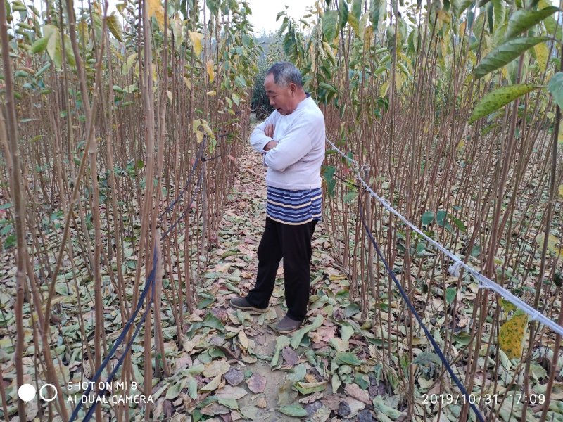 柿子树苗嫁接柿子苗基地直发现挖现卖包成活