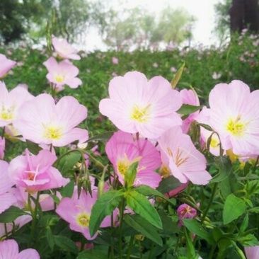 耐旱耐热花期长自身繁殖强美丽月苋草种子月见草花种子四季种