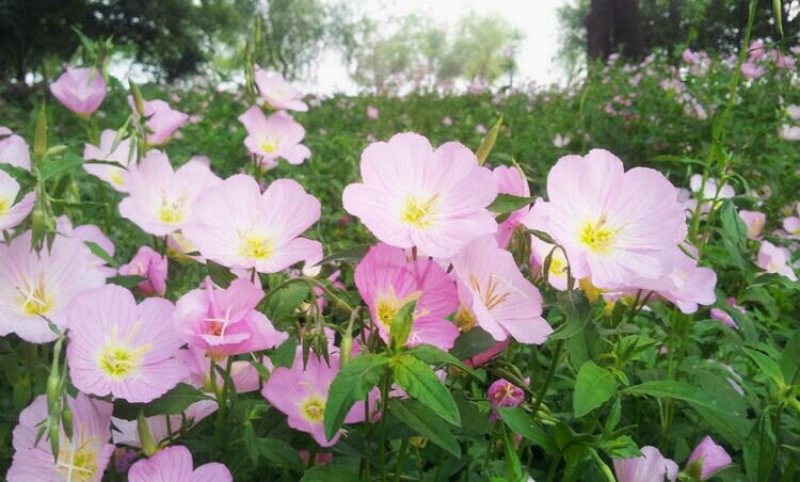 耐旱耐热花期长自身繁殖强美丽月苋草种子月见草花种子四季种