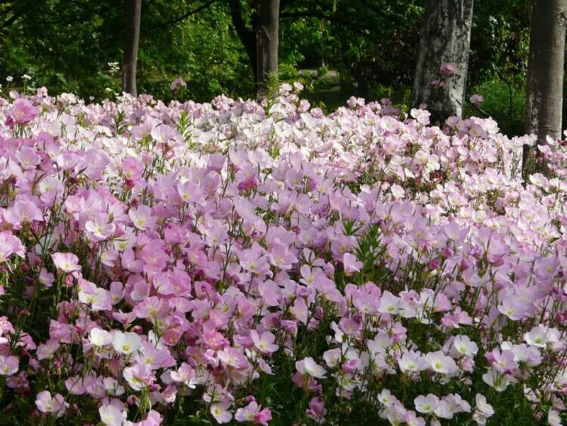 耐旱耐热花期长自身繁殖强美丽月苋草种子月见草花种子四季种