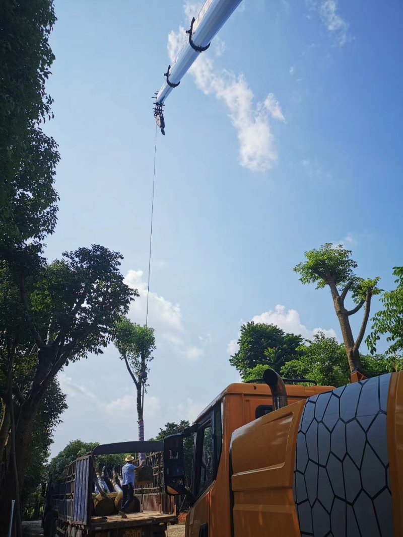 15的骨架香樟袋苗，湖北香樟