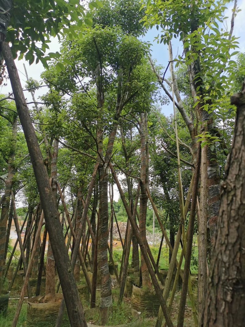 15的骨架香樟袋苗，湖北香樟