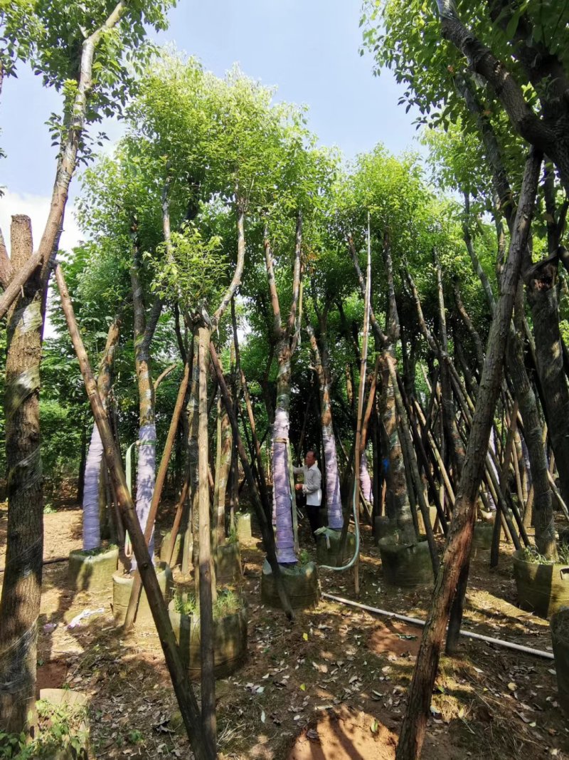 15的骨架香樟袋苗，湖北香樟