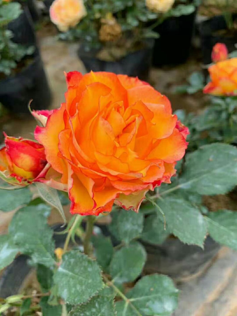 阳台花卉，四季开花，微月新品火焰埃斯托里尔如图，大苗，