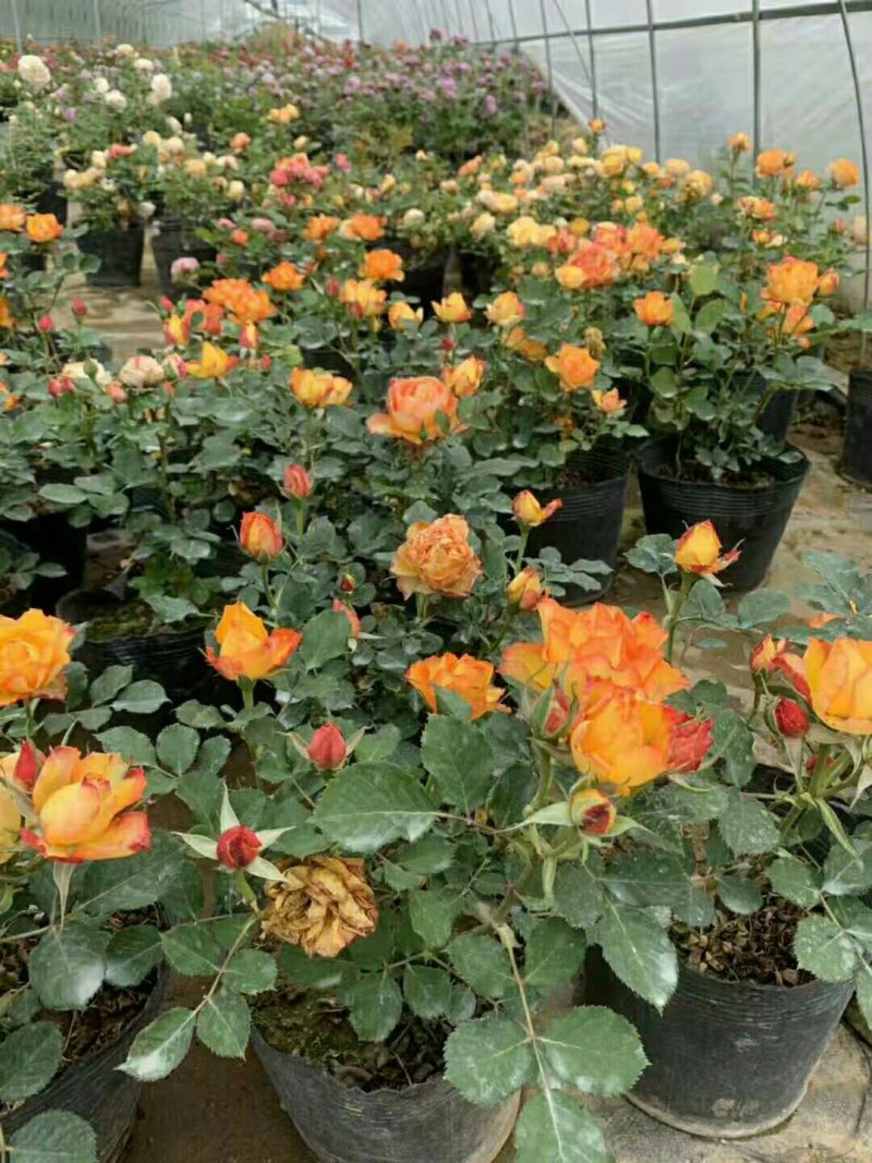 阳台花卉，四季开花，微月新品火焰埃斯托里尔如图，大苗，