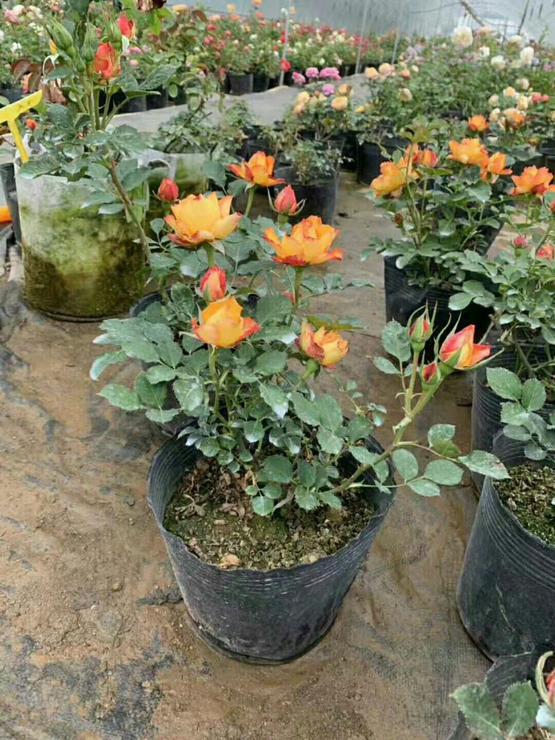 阳台花卉，四季开花，微月新品火焰埃斯托里尔如图，大苗，
