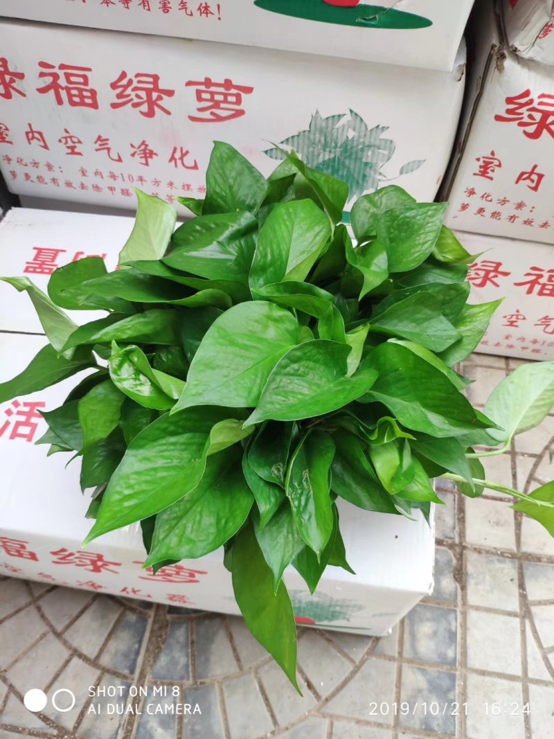 绿萝盆栽