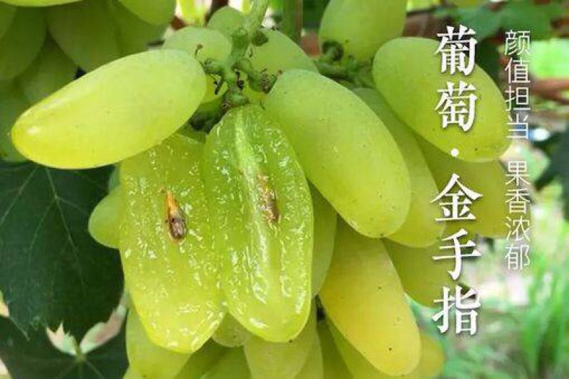 甜蜜蓝宝石葡萄苗挂果期长抗寒耐耐贮运