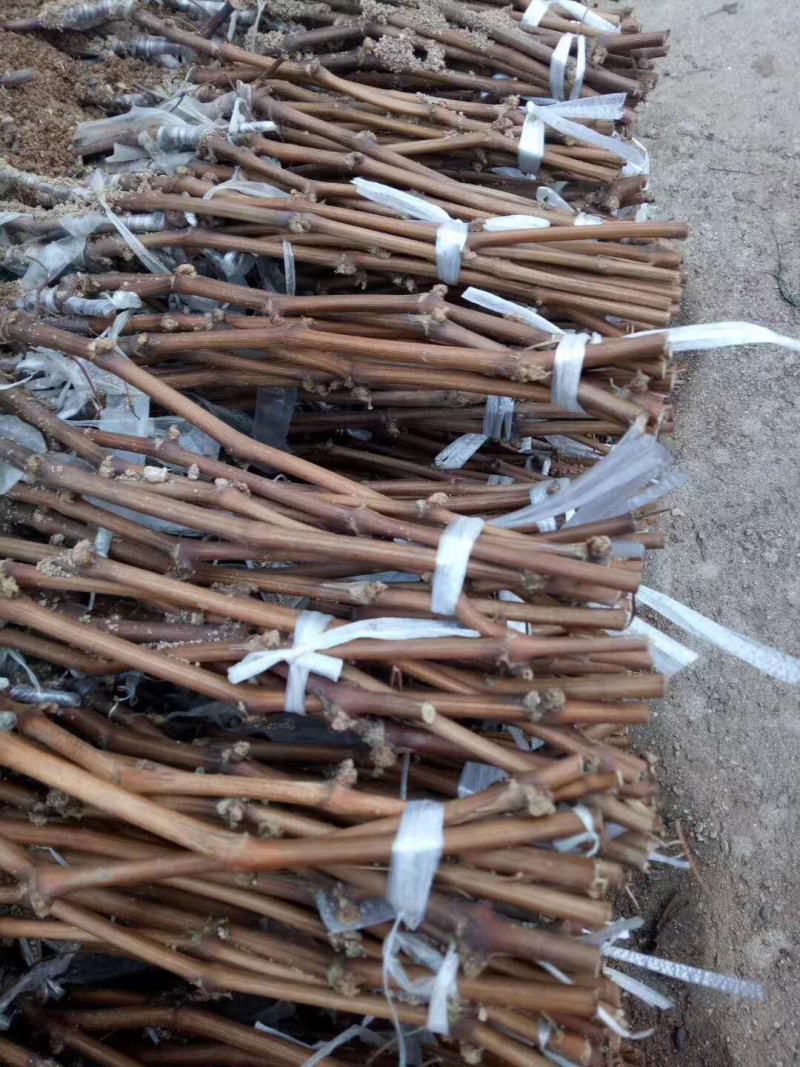 甜蜜蓝宝石葡萄苗挂果期长抗寒耐耐贮运