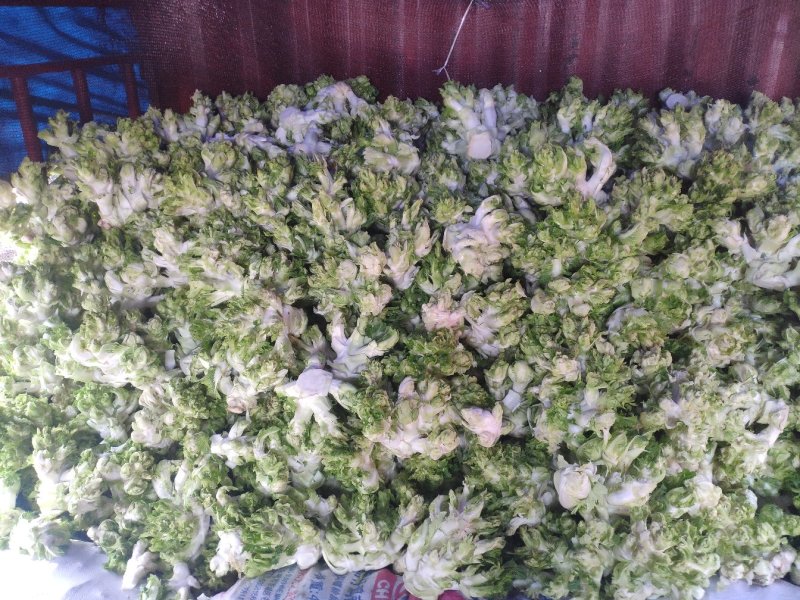 儿菜娃娃菜个头均匀产地直供一手货源基地现采
