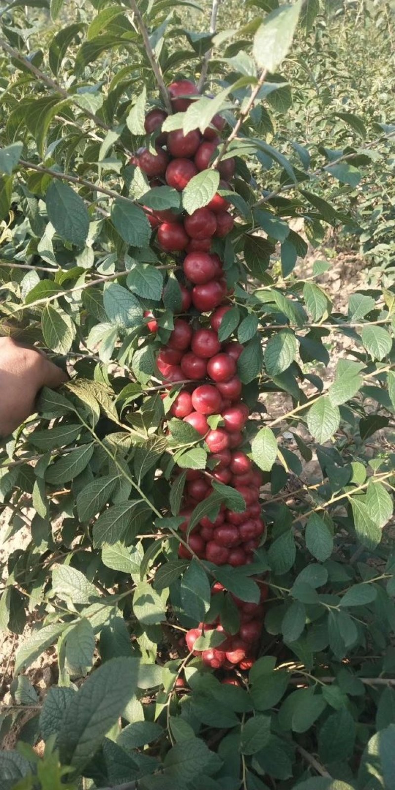 钙果苗-40°可安全过冬，山西农大钙果苗8/9号当年结果