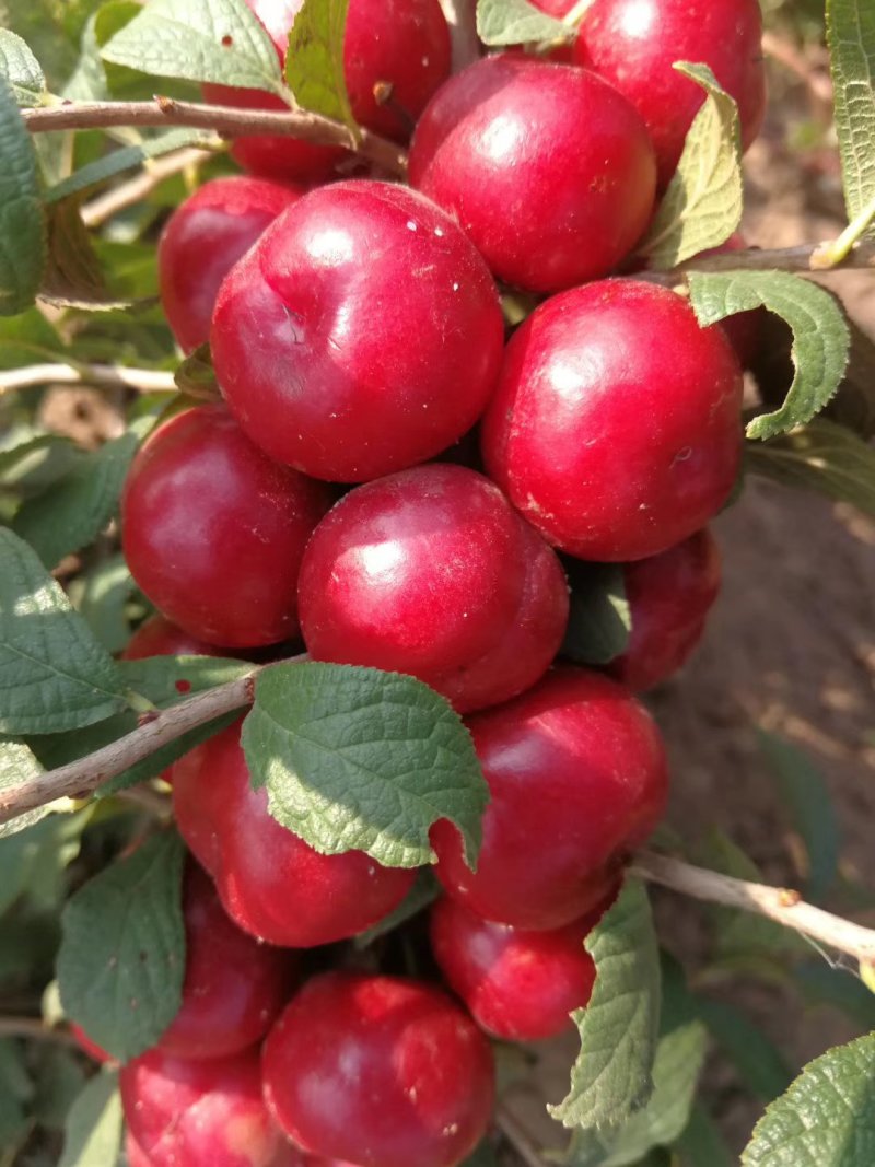钙果苗-40°可安全过冬，山西农大钙果苗8/9号当年结果