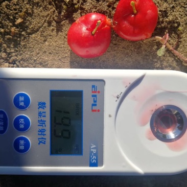 钙果苗-40°可安全过冬，山西农大钙果苗8/9号当年结果
