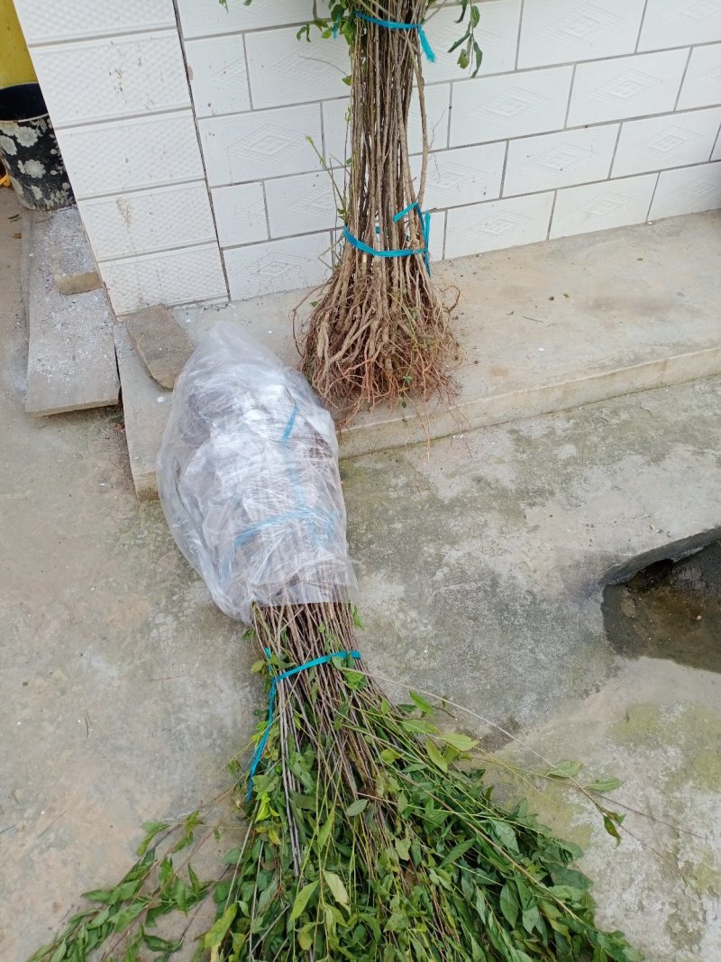 钙果苗-40°可安全过冬，山西农大钙果苗8/9号当年结果