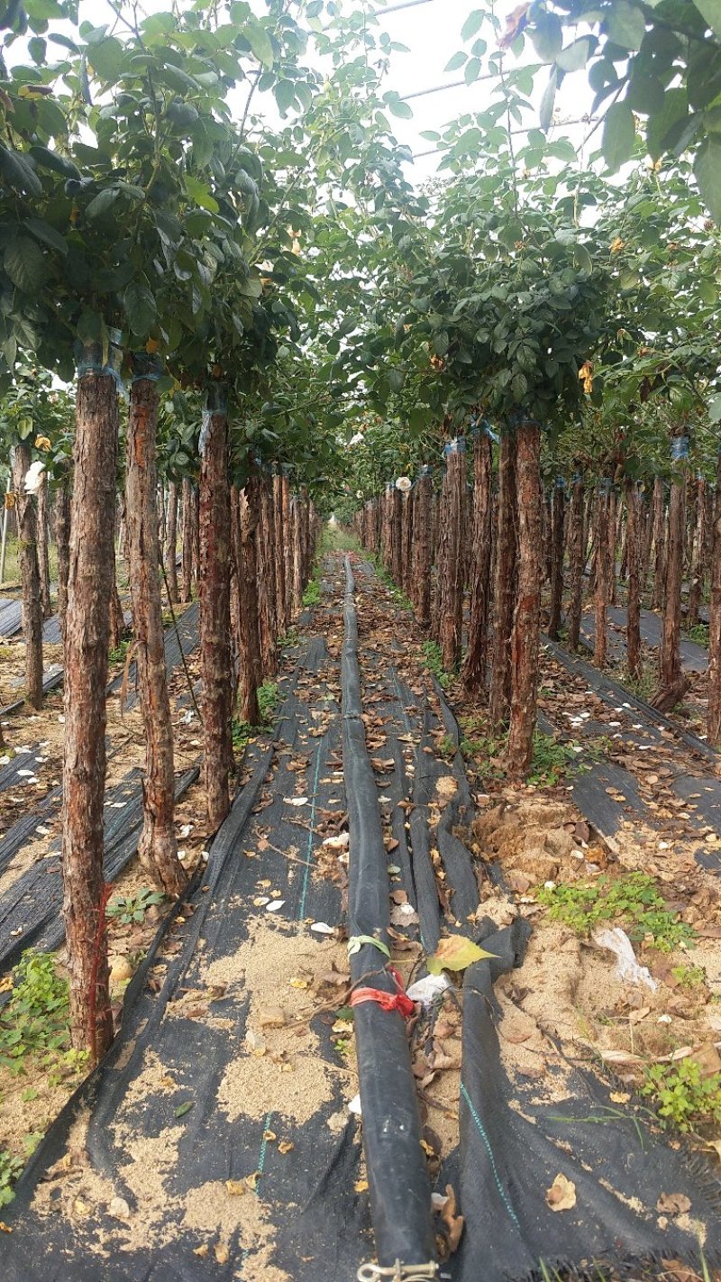 3公分高杆月季月季树月季批发月季基地盆栽月季树