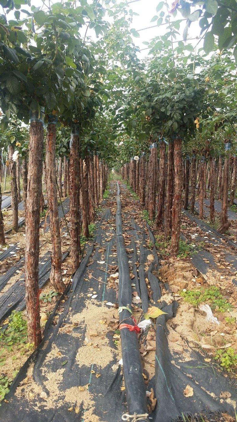3公分高杆月季月季树月季批发月季基地盆栽月季树