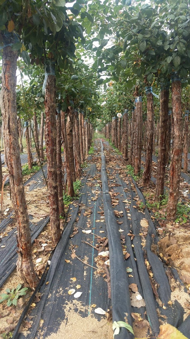 3公分高杆月季月季树月季批发月季基地盆栽月季树