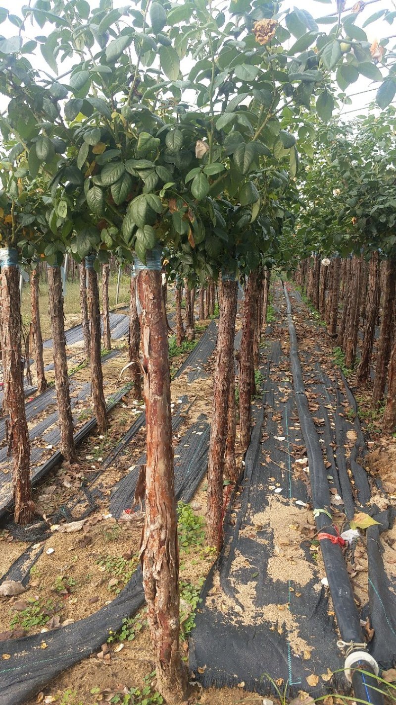 3公分高杆月季月季树月季批发月季基地盆栽月季树