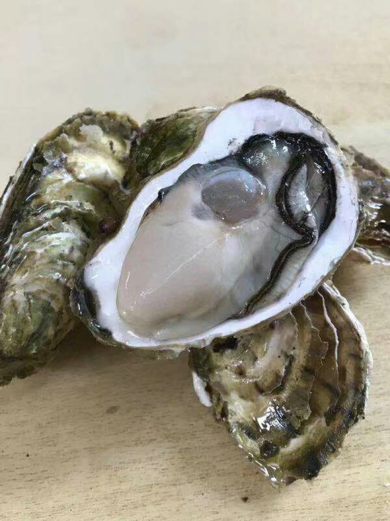 生蚝鲜活全壳烧烤牡蛎汫洲原产地直销大批量供货
