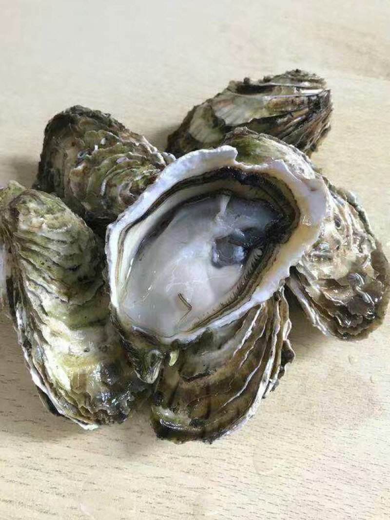 生蚝鲜活全壳烧烤牡蛎汫洲原产地直销大批量供货