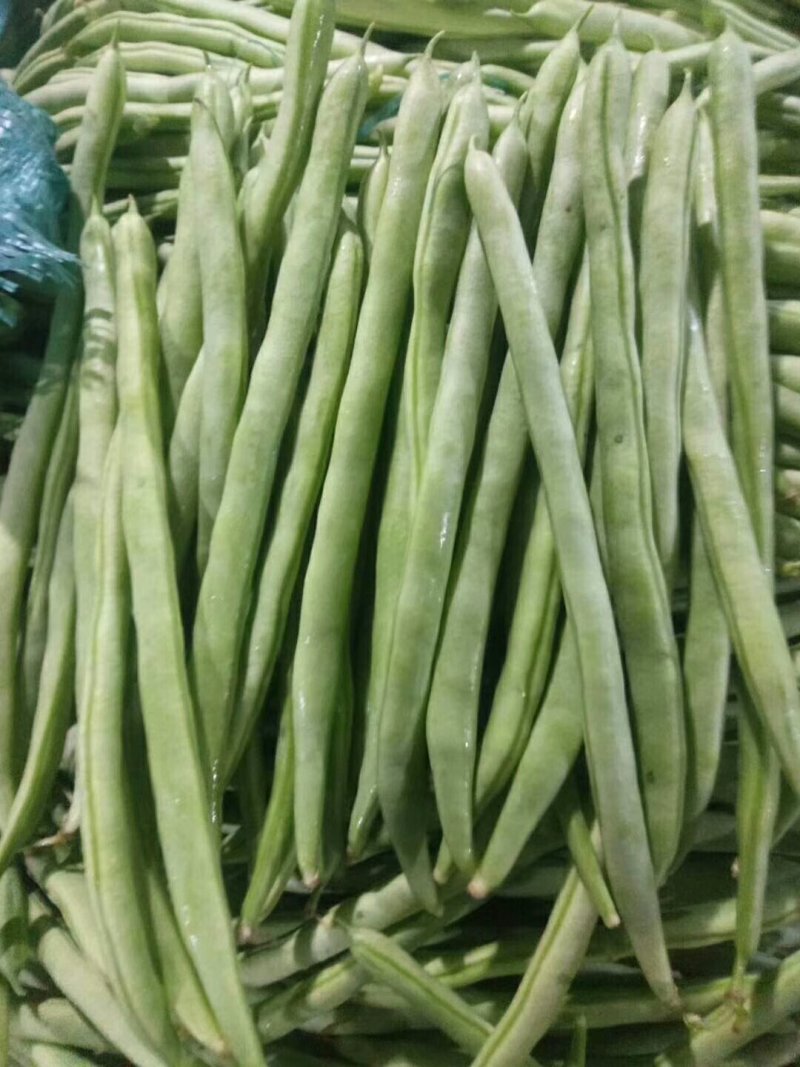 云南小金豆