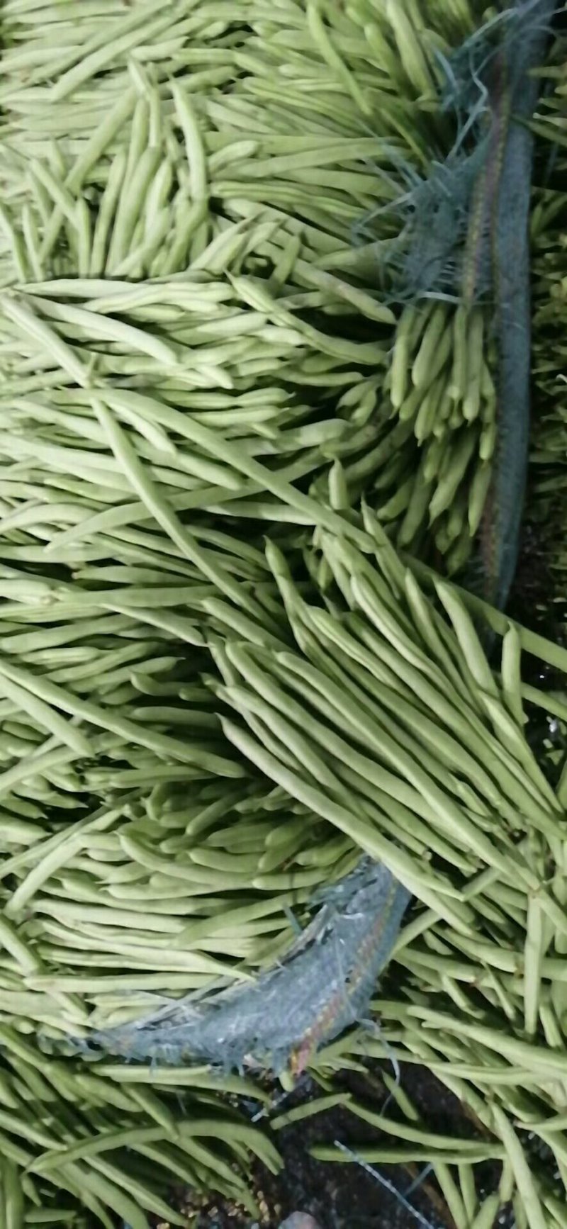 云南小金豆