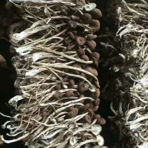 茶树菇