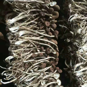 茶树菇
