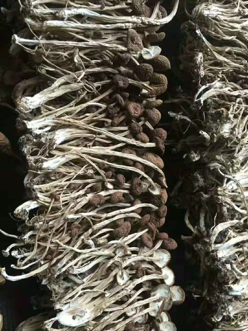 茶树菇