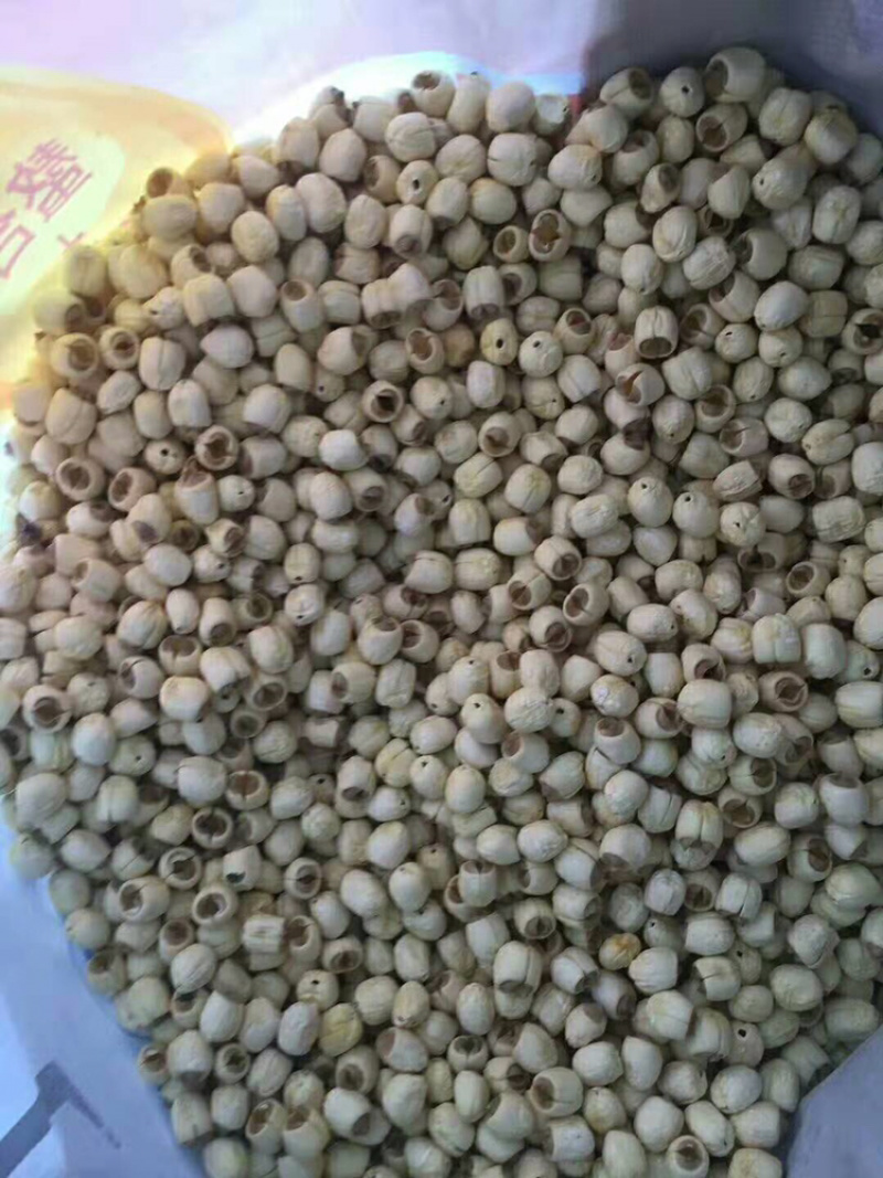 茶树菇