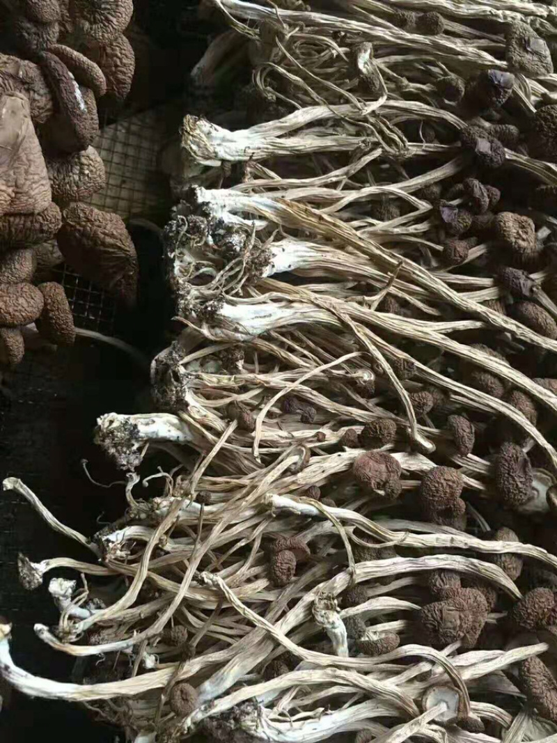 茶树菇