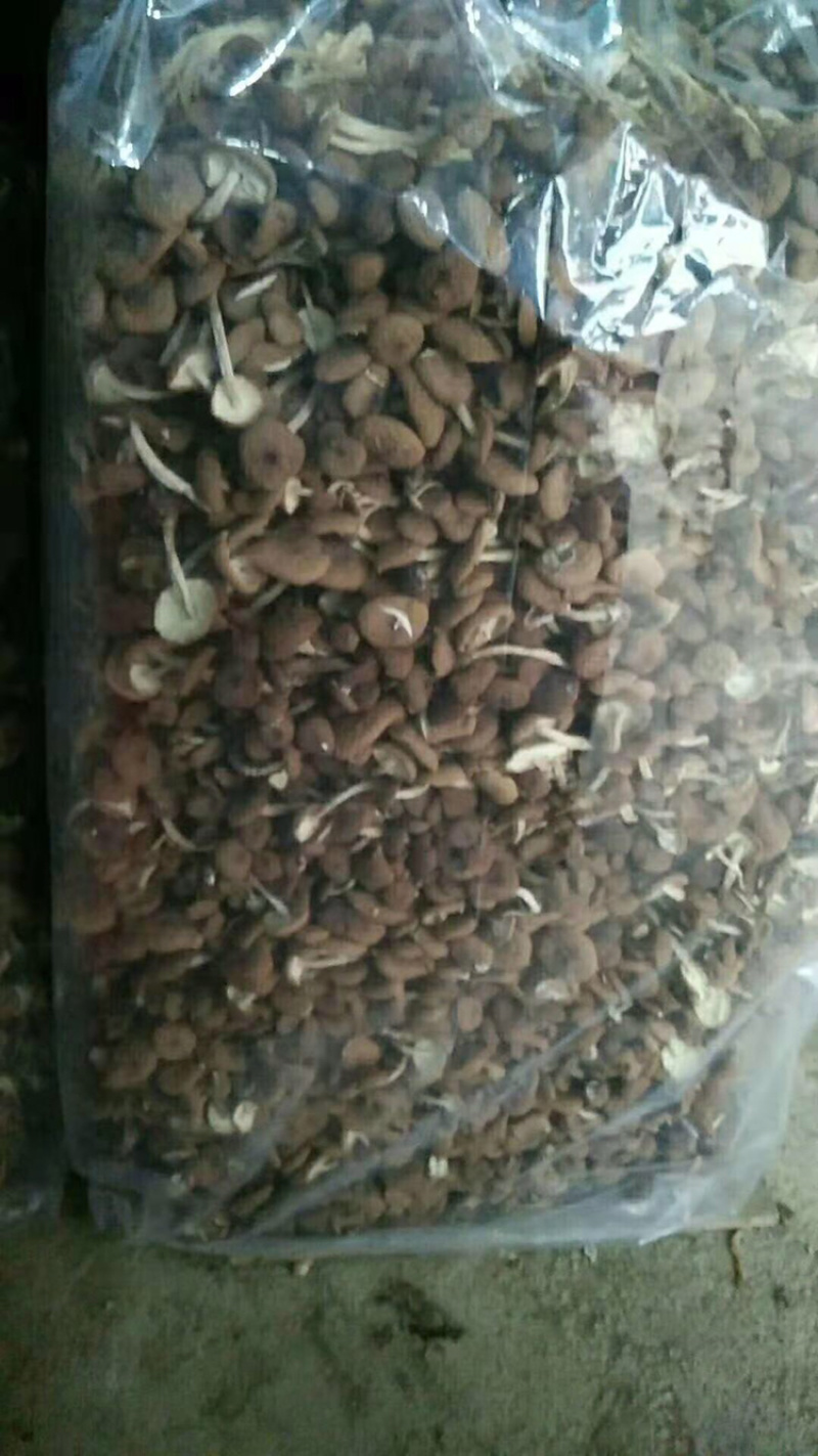 茶树菇