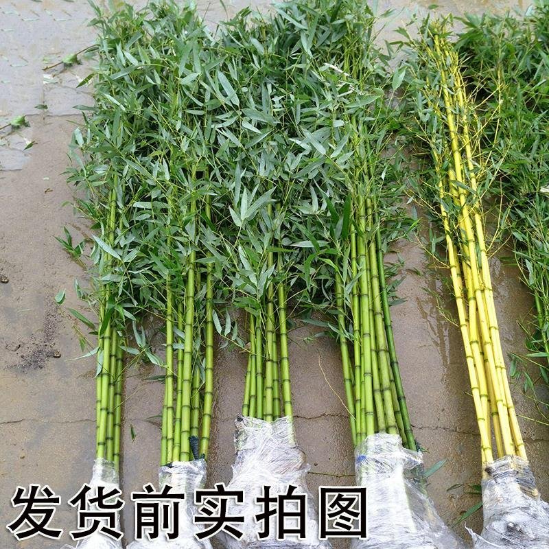 黄金竹青竹紫种竹苗供应庭院批发零售竹子苗