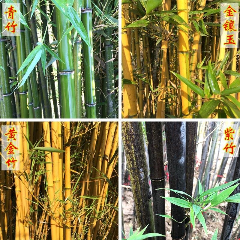 黄金竹青竹紫种竹苗供应庭院批发零售竹子苗