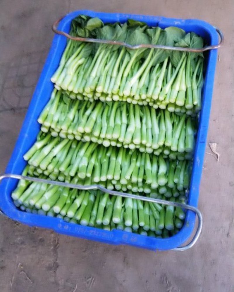 广东菜心，菜心种植农户望有缘找到附近的客户，长期合作