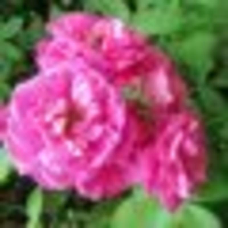 黄刺玫红刺玫种子带刺玫瑰花种子园林绿化观赏花卉种子