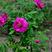 黄刺玫红刺玫种子带刺玫瑰花种子园林绿化观赏花卉种子