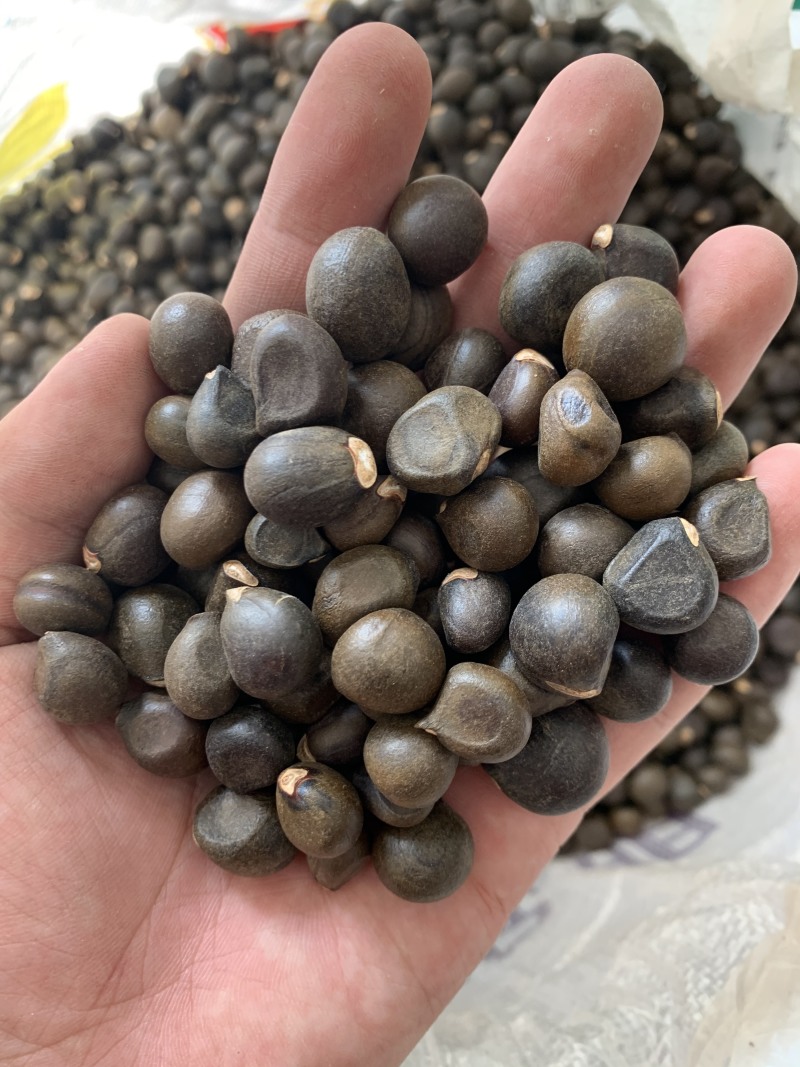 文冠果种子可榨油可绿化行道树种子