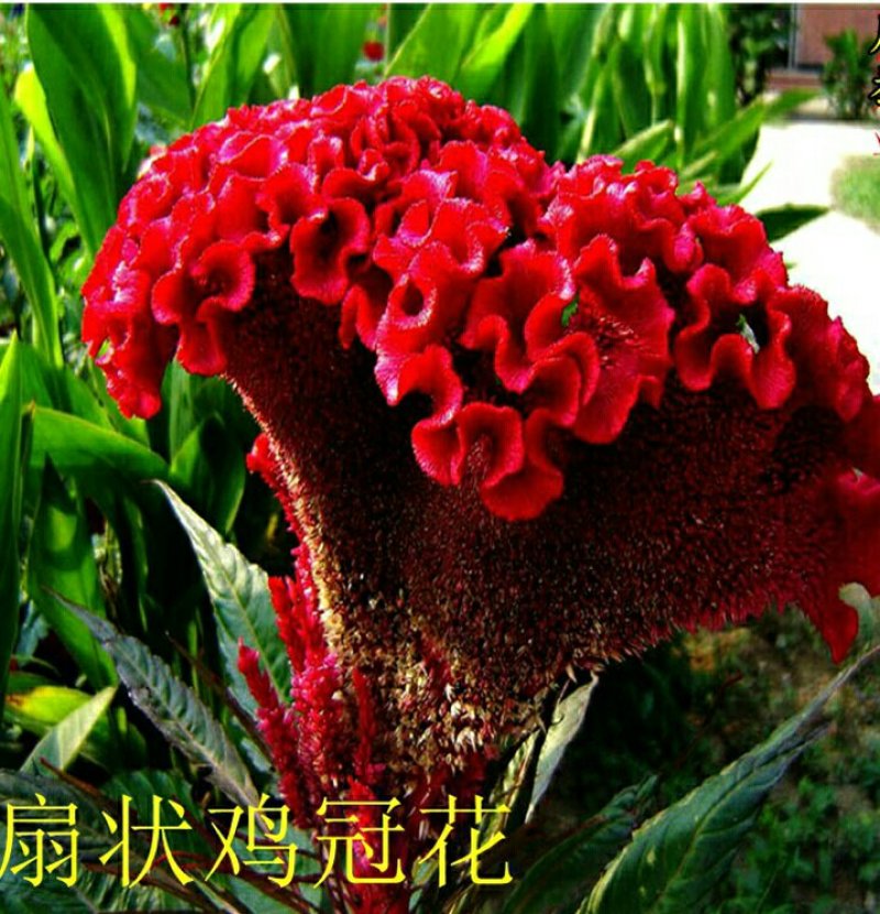 凤尾鸡冠花种子鸡冠花种子扇状鸡冠花种子景观绿化种植