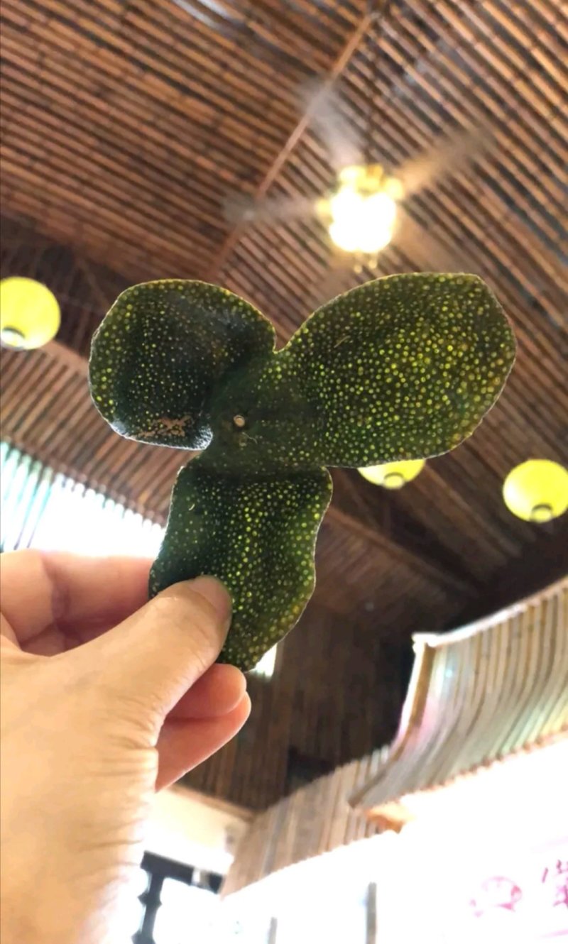 新会陈皮新会茶枝柑皮