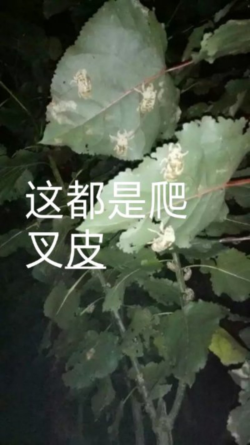 蝉蜕虫螁金蝉壳金蝉皮蝉壳蝉皮蝉衣知了壳知了皮爬叉壳爬叉皮