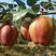 早酥红梨苗，品种纯，可提供技术指导。又名彩红梨
